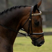 Image of Horse Al