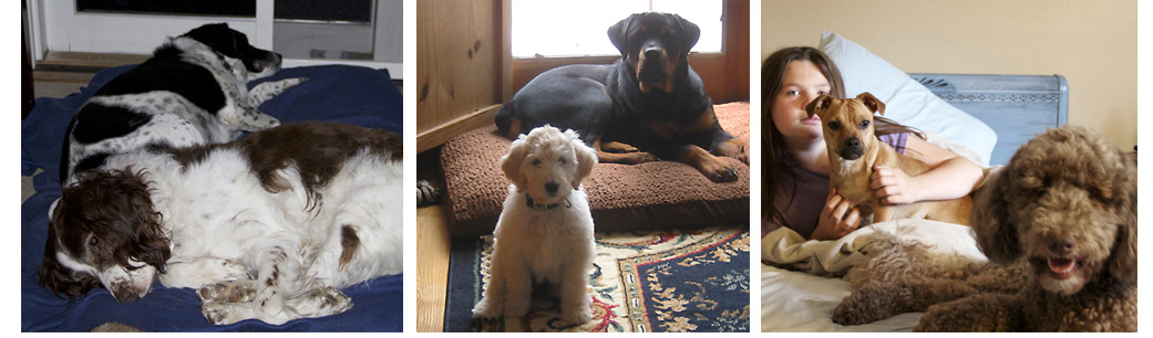 overnight pet care